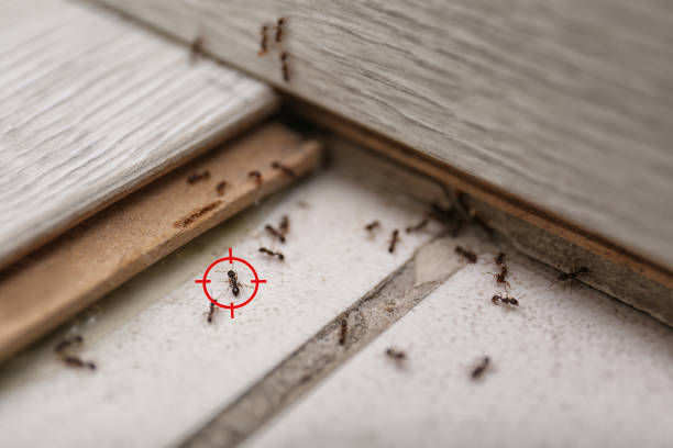 Best Mosquito Control Services  in Apache, OK